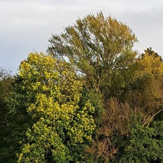 Pagane oder Heide…